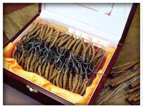 赤坎冬虫夏草回收